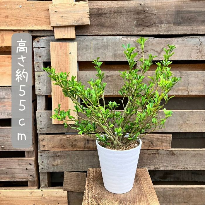 観葉植物現品販売