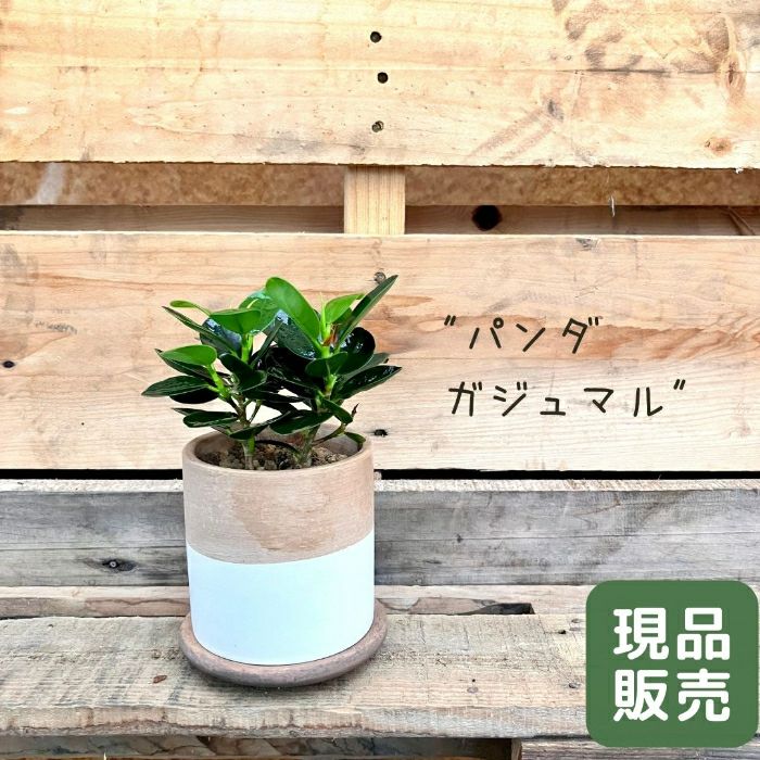 観葉植物現品販売