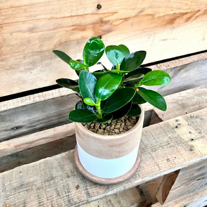 観葉植物現品販売