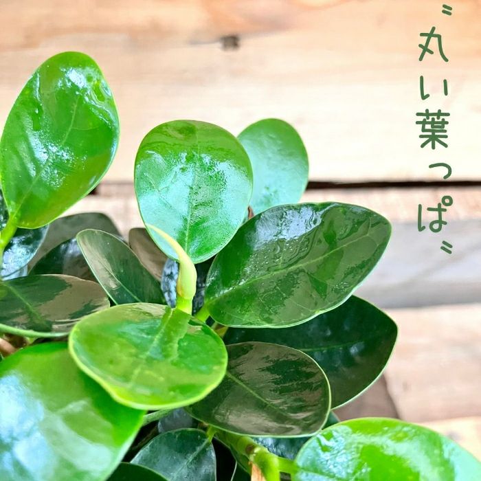 観葉植物現品販売