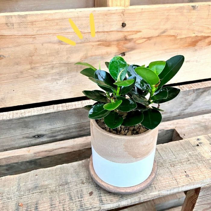 観葉植物現品販売