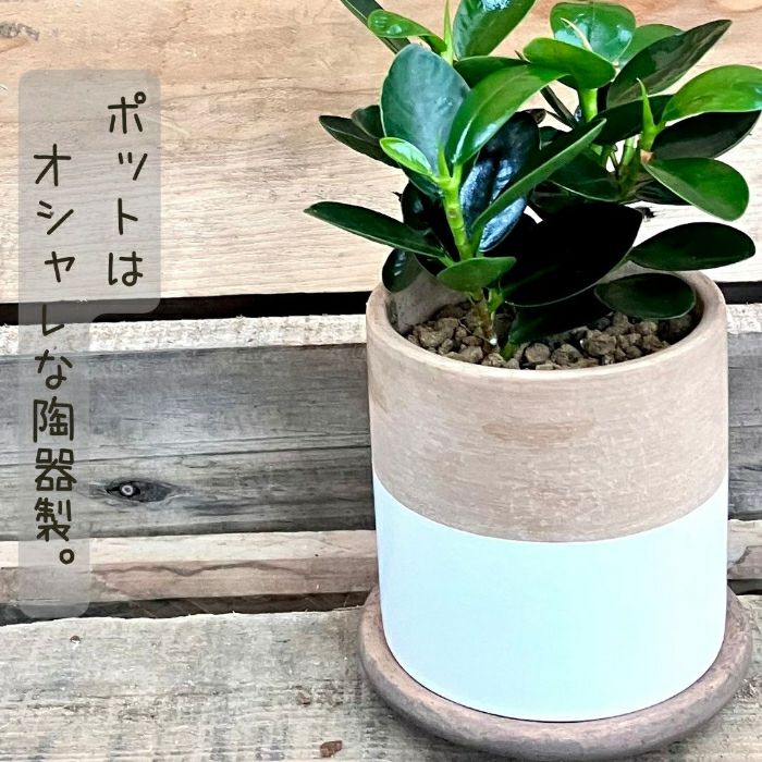観葉植物現品販売