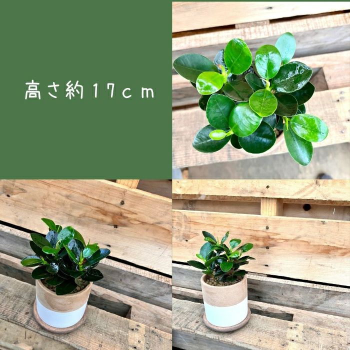観葉植物現品販売