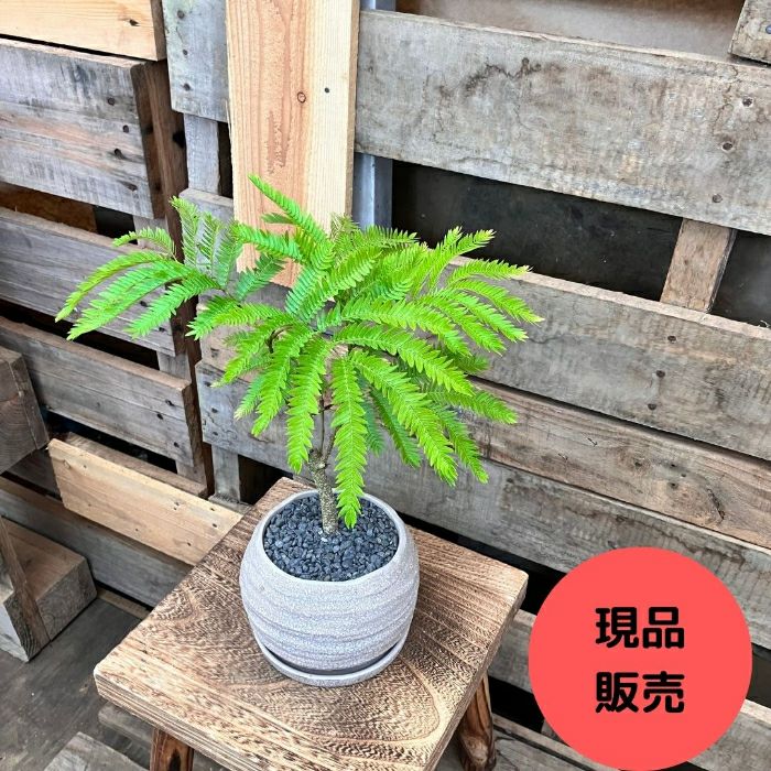 観葉植物現品販売