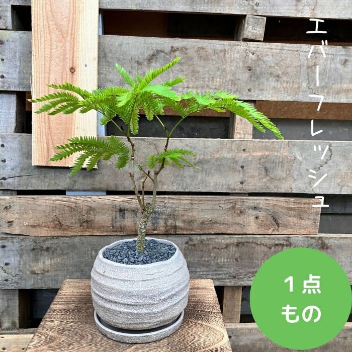 観葉植物現品販売