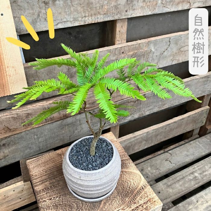 観葉植物現品販売