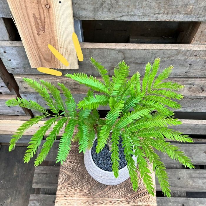 観葉植物現品販売