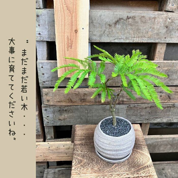 観葉植物現品販売