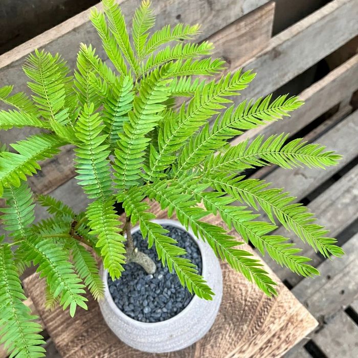 観葉植物現品販売