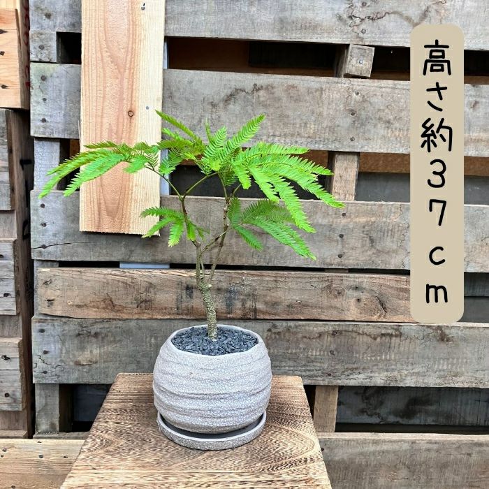 観葉植物現品販売