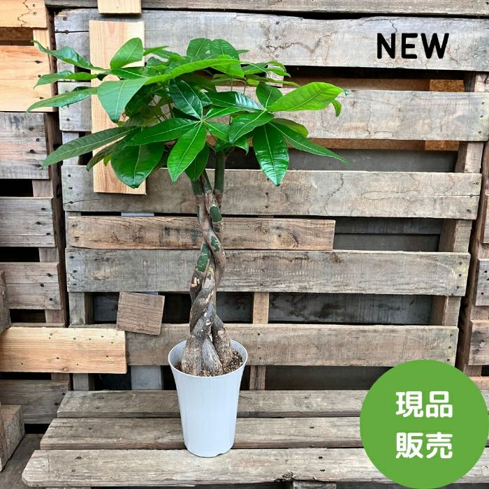観葉植物現品販売