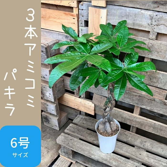 観葉植物現品販売