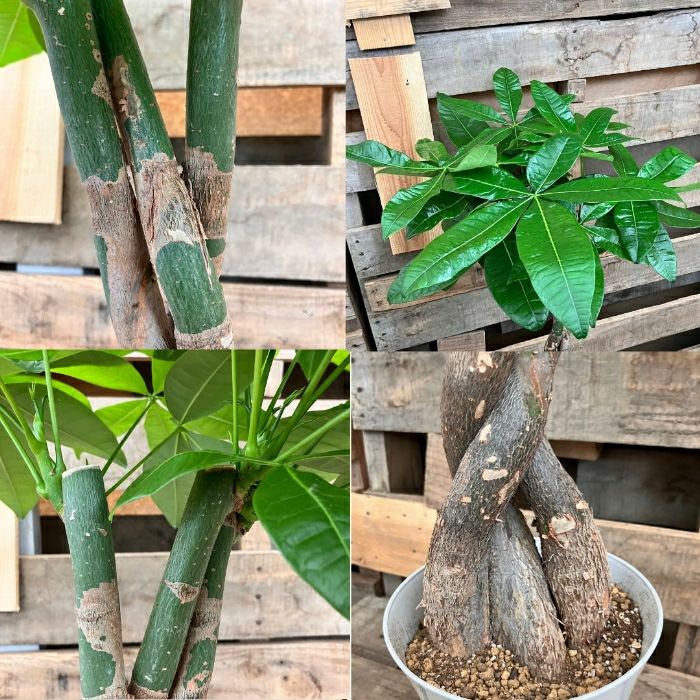 観葉植物現品販売