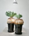 希少 現品 ブーファン・ハエマンソイデス ビザールプランツ 珍奇植物 1点もの ケープバルブ 観葉植物