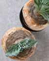 希少 現品 ブーファン・ハエマンソイデス ビザールプランツ 珍奇植物 1点もの ケープバルブ 観葉植物