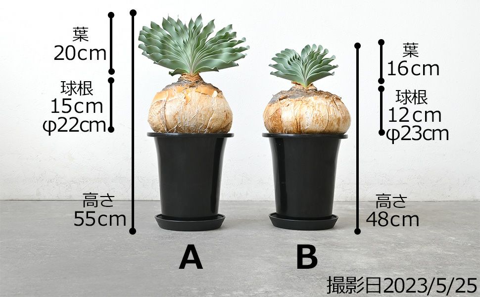 希少 現品 ブーファン・ハエマンソイデス ビザールプランツ 珍奇 希少 現品 ブーファン・ハエマンソイデス ビザールプランツ 珍奇