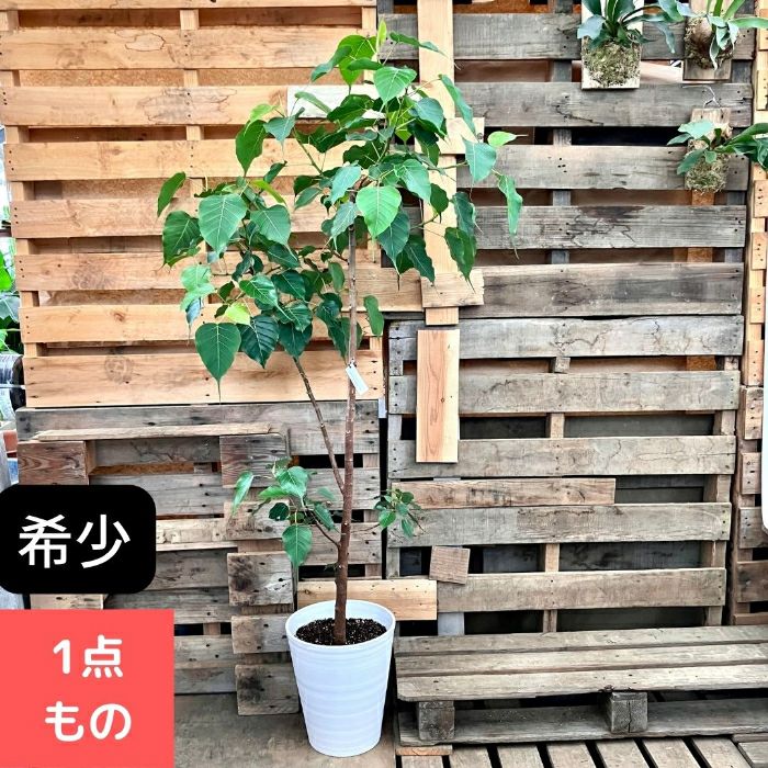 観葉植物現品販売