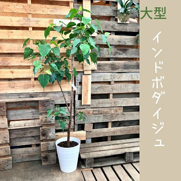 観葉植物現品販売