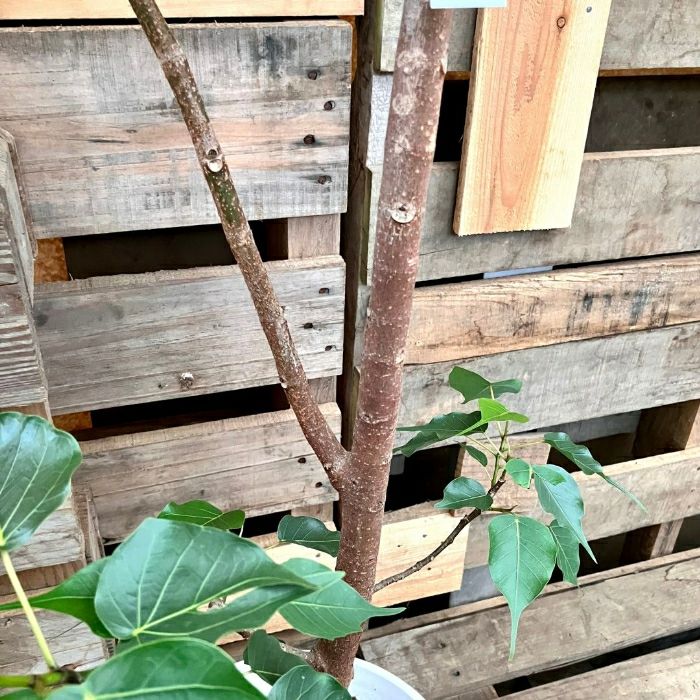 観葉植物現品販売