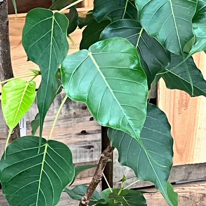 観葉植物現品販売