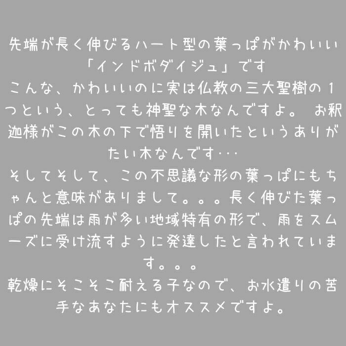 観葉植物現品販売