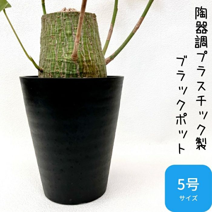 観葉植物現品販売