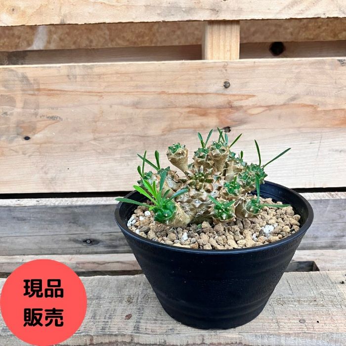 観葉植物現品販売