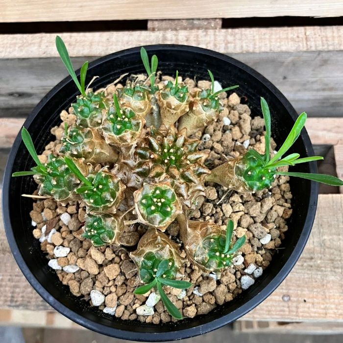 観葉植物現品販売