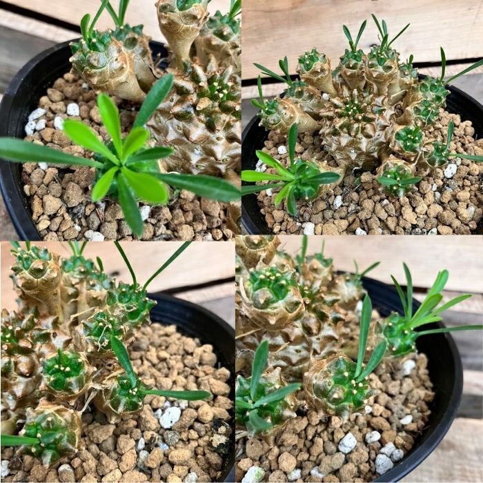 観葉植物現品販売