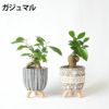 選べる ミニ 観葉植物 卓上 脚付き2パターンセメントポット