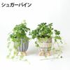 選べる ミニ 観葉植物 卓上 脚付き2パターンセメントポット