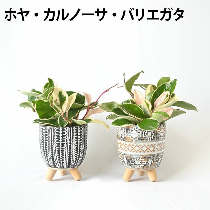 選べる ミニ 観葉植物 卓上 脚付き2パターンセメントポット
