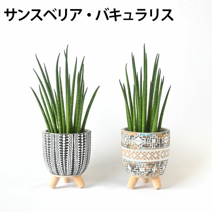 選べる ミニ 観葉植物 卓上 脚付き2パターンセメントポット