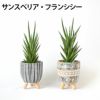 選べる ミニ 観葉植物 卓上 脚付き2パターンセメントポット