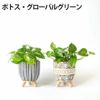 選べる ミニ 観葉植物 卓上 脚付き2パターンセメントポット