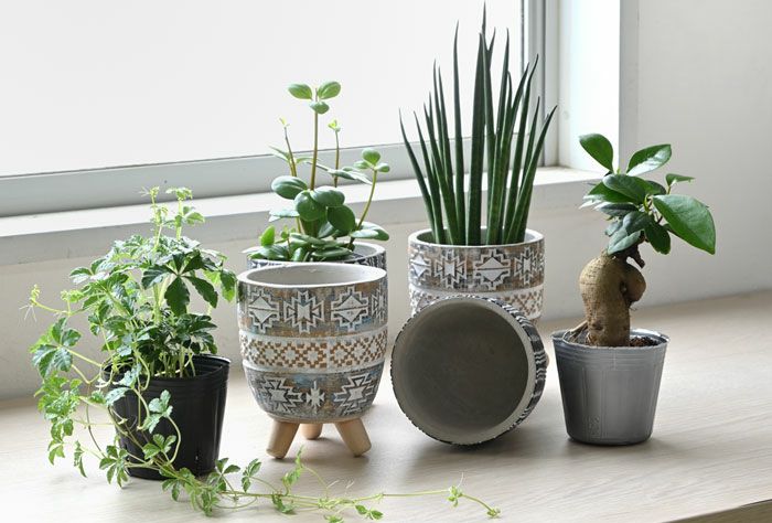 選べる ミニ 観葉植物 卓上 脚付き2パターンセメントポット