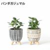 選べる ミニ 観葉植物 卓上 脚付き2パターンセメントポット