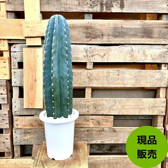 観葉植物現品販売