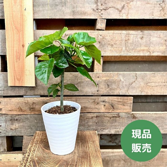 観葉植物現品販売