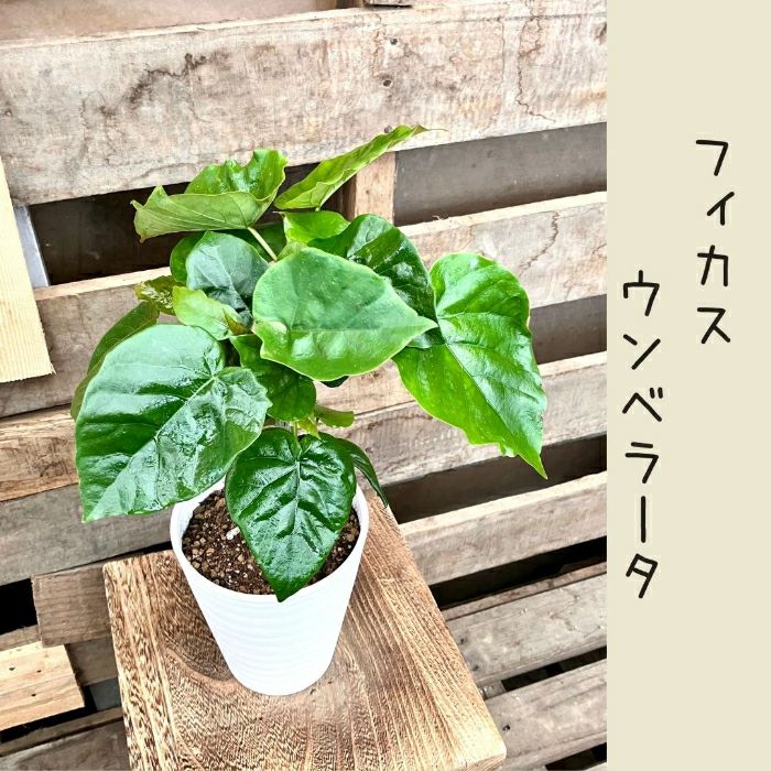 観葉植物現品販売