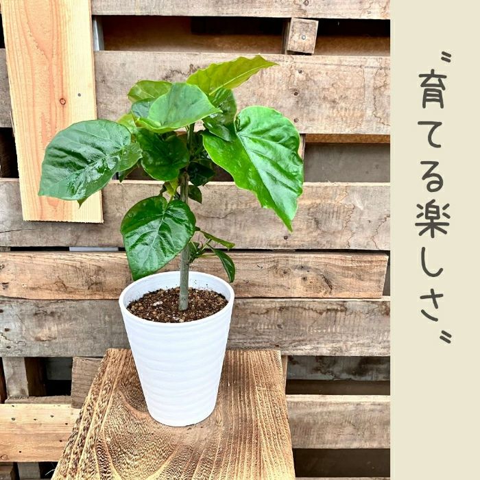 観葉植物現品販売