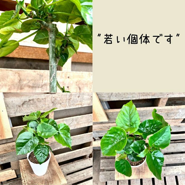 観葉植物現品販売