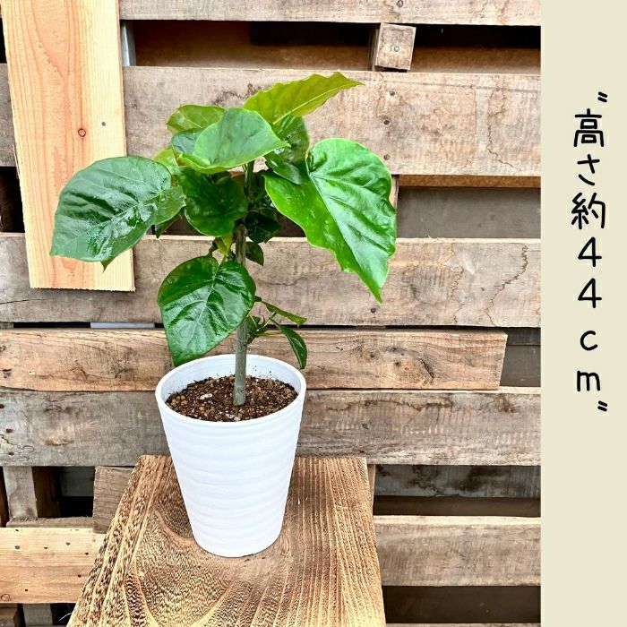 観葉植物現品販売