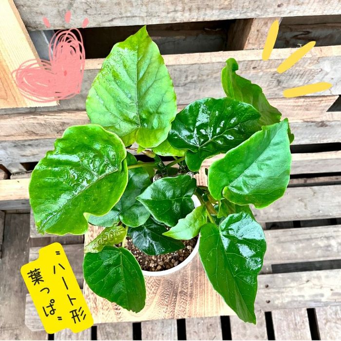観葉植物現品販売