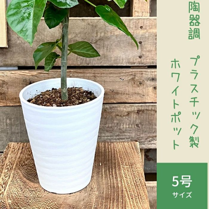 観葉植物現品販売