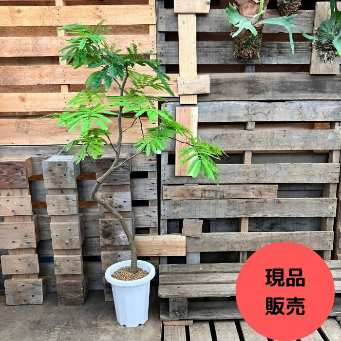 観葉植物現品販売
