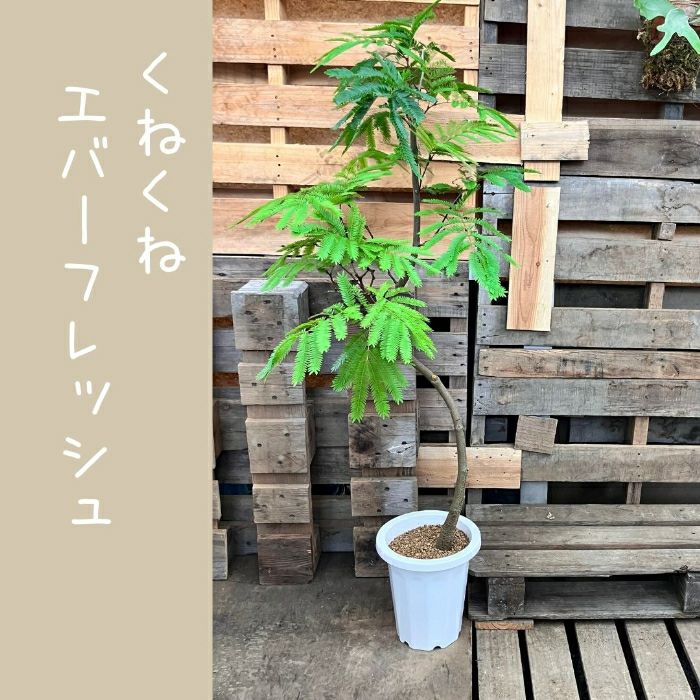 観葉植物現品販売