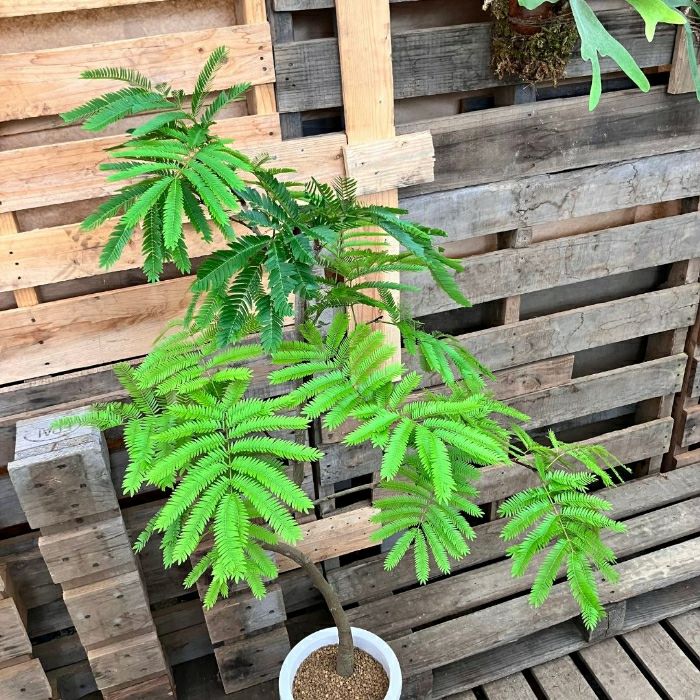 観葉植物現品販売