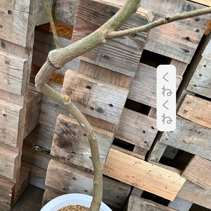 観葉植物現品販売