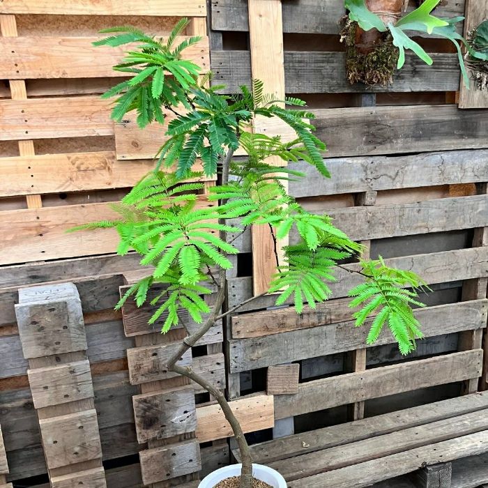 観葉植物現品販売